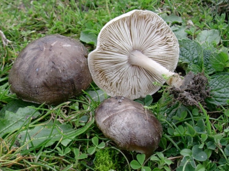 1833 Novembre vecchio ritrovamento